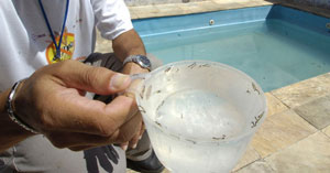 Homem segurando caneca com água contendo larvas do mosquito da dengue. Ao fundo uma piscina