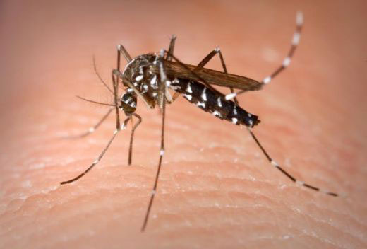 Aedes aegypti - Mosquito causador da dengue