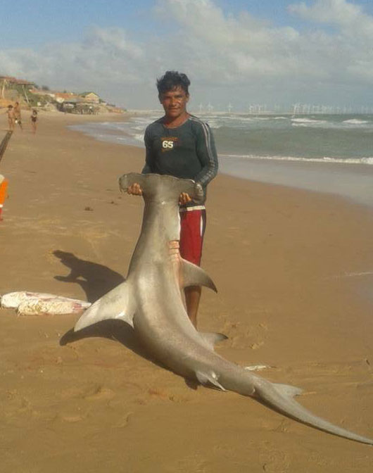 Homem segurando cabeça de tubarão martelo na área da praia.