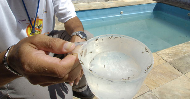 Homem segura caneca com água contendo larvas do mosquito da dengue. Ao fundo uma piscina.