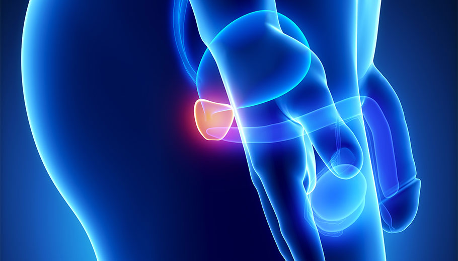 Ilustração em 3D de região da cintura masculina com realce da próstata