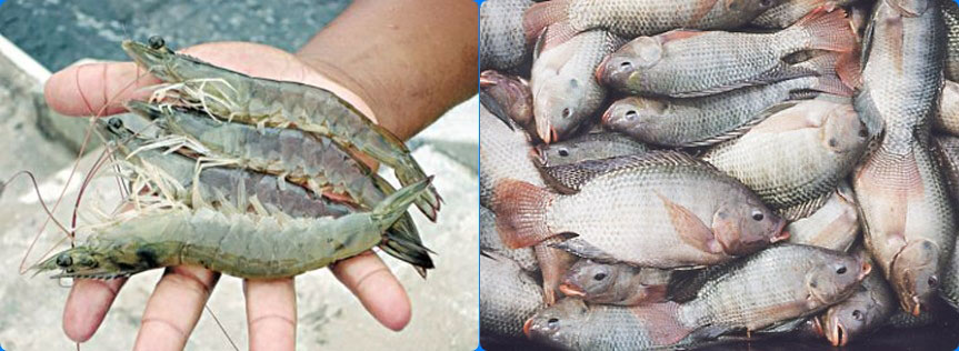 Mão segurando um camarão do lado esquerdo e várias tilápias do lado direito