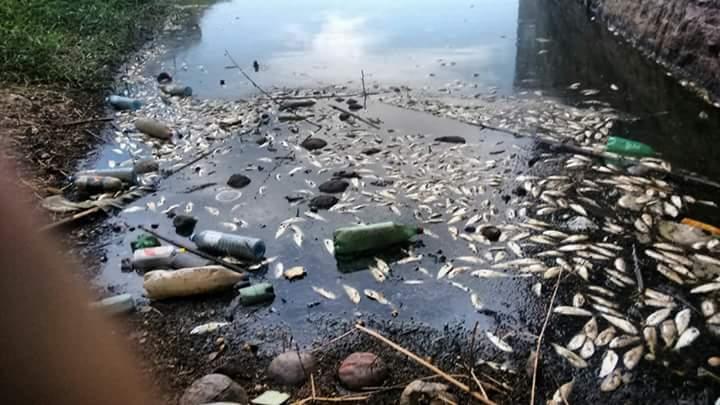 Água suja, com garrafas pets e peixes mortos