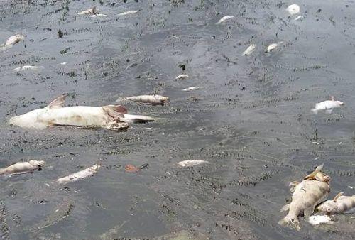 Peixes mortos encontrados no rio Jaguaribe