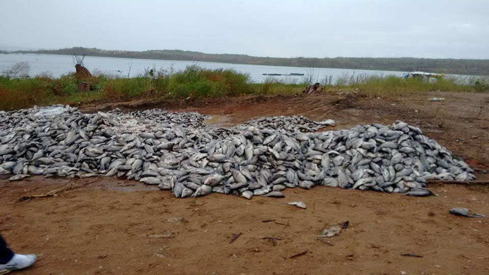 Vários peixes mortos as margens do açude Castanhão