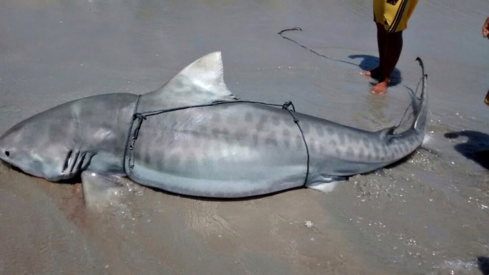 Tubarão preso com cordas na praia