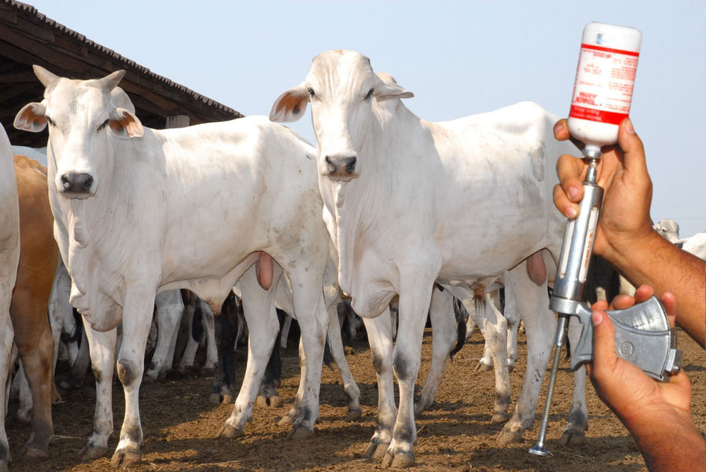 Mãos segurando aparelho de vacinação de animal e em segundo plano o gado