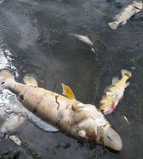 Peixes mortos encontrados no rio Jaguaribe.