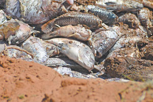 Vários peixes mortos