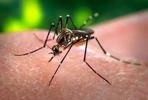 Foto aproximada de mosquito que transmite a Dengue